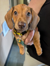 Geri Actric - newest team member